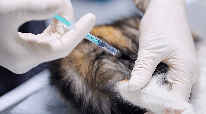 Vaccinations for Pets in Livonia, MI Strong Veterinary Hospital